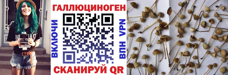 сколько стоит Переславль-Залесский Псилоцибиновые грибы Psilocybe